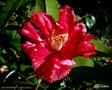 vignette Camélia ' VILLE DE NANTES ' camellia japonica