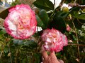 vignette Camellia japonica Margareth Davies picottee toujours trs color au 19 03 13