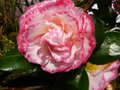 vignette Camellia japonica Margareth Davies picottee gros plan au 19 03 13