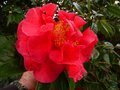 vignette Camellia Reticulata hyb. Dr Clifford's Park aux trs grandes fleurs rouge lumineux au 19 03 13