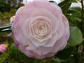 vignette Camellia japonica Desire autre fleur gros plan au 19 03 13