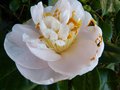 vignette Camellia japonica Mrs.D.W.Davies gros plan de sa très grosse fleur au 18 03 13