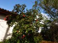 vignette Camellia japonica Grand Prix immense et aux trs grosses fleurs au 18 03 13