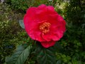 vignette Camellia reticulata Agnes de Lestaridec au 19 03 13