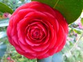 vignette Camellia japonica Margherita Coleoni gros plan au 18 03 13