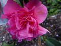 vignette Camellia williamsii debbie gros plan au 18 03 13