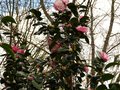 vignette Camellia japonica Margareth Davies picottee au 18 03 13