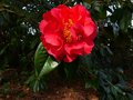 vignette Camellia reticulata Dr Clifford's park hyb au 18 03 13