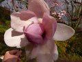 vignette Magnolia Iolanthe aux fleurs normes au 20 03 13