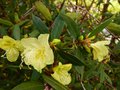 vignette Rhododendron Lutescens en dbut de floraison au 20 03 13