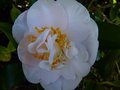 vignette Camellia japonica Mrs D.W.Davies gros plan au 20 03 13