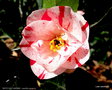 vignette ' BETTY FOY SANDERS ' camellia japonica