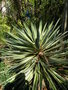 vignette Yucca aloifolia 'Variegata'