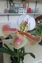 vignette Paphiopedilum