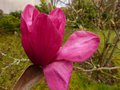 vignette Magnolia Vulcan gros olan de la fleur au 21 03 13
