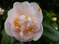 vignette Camellia japonica Mrs.D.W.Davies autre vue au 21 03 13