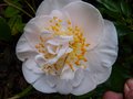 vignette Camellia japonica Mrs.D.W.Davies aux trs grosses fleurs au 21 03 13