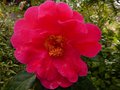 vignette Camellia reticulata Agnes de Lestaridec gros plan de sa trs grande fleur au 21 03 13