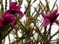 vignette Magnolia Galaxy aux grandes fleurs colores devant l'acacia pravissima presque fleuri au 22 03 13