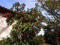 vignette Camellia japonica Grand Prix très imposant et déja bien fleuri au 22 03 13