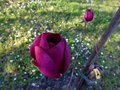 vignette Magnolia Black Tulip autre vue au 23 03 13