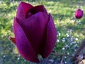 vignette Magnolia Black Tulip en train d'ouvrir ses fleurs au 23 03 13