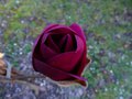 vignette Magnolia Black Tulip fleur vue du dessus au 23 03 13