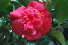 vignette Camellia japonica 'Olive Honnor'   (Mrs O. Honnor, NZ 1976)