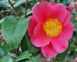 vignette Camellia japonica 'Virginia W. Cutter'   (Dr R.K. USA 1973)