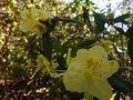 vignette Rhododendron Lutescens gros plan1 au 23 03 13