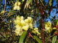 vignette Rhododendron Lutescens gros plan3 au 24 03 13