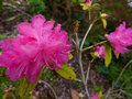 vignette Rhododendron Boskoop ostara gros plan au 24 03 13