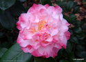vignette ' NUCCIO'S JEWEL ' camellia japonica
