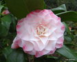 vignette ' NUCCIO'S JEWEL ' camellia japonica , dans une forme inhabituelle
