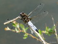 vignette Libellula fulva (Libellule fauve)  ♂