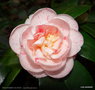vignette ' STRAWBERRY BLONDE ' camellia japonica