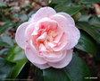 vignette ' STRAWBERRY BLONDE ' camellia japonica