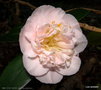 vignette ' MRS  D.W. DAVIS ' camellia japonica