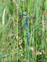 vignette Anax empereur ( Anax imperator )