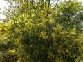 vignette Acacia Pravissima magnifiquement fleuri et parfum au 25 03 13
