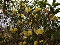 vignette Rhododendron Lutescens gros plan au 25 03 13
