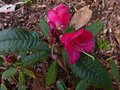 vignette Rhododendron Glischroides qui dbute au 26 03 13