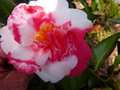 vignette Camellia japonica R.L.Wheeler variegated gros plan au 26 03 13