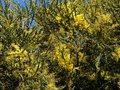 vignette Acacia Pravissima immense et trs fleuri au 24 03 13