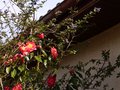 vignette Camellia Francie L en compagnie de l'immense ceanothus cascade  au 26 03 13