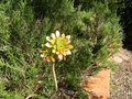 vignette Aeonium arboreum atropurpureum