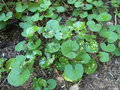 vignette Ligularia japonicum 'Aureo maculata'