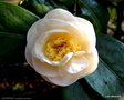 vignette ' BOTANYUKI ' camellia japonica