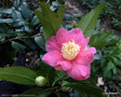 vignette ' KINGYO-TSUBAKI ' camellia japonica