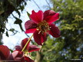 vignette Hellbore ( Helleborus orientalis )
